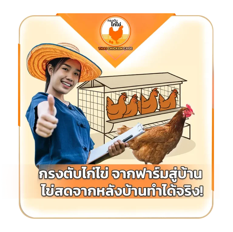 กรงตับไก่ไข่ จากฟาร์มสู่บ้าน ไข่สดจากหลังบ้านทำได้จริง