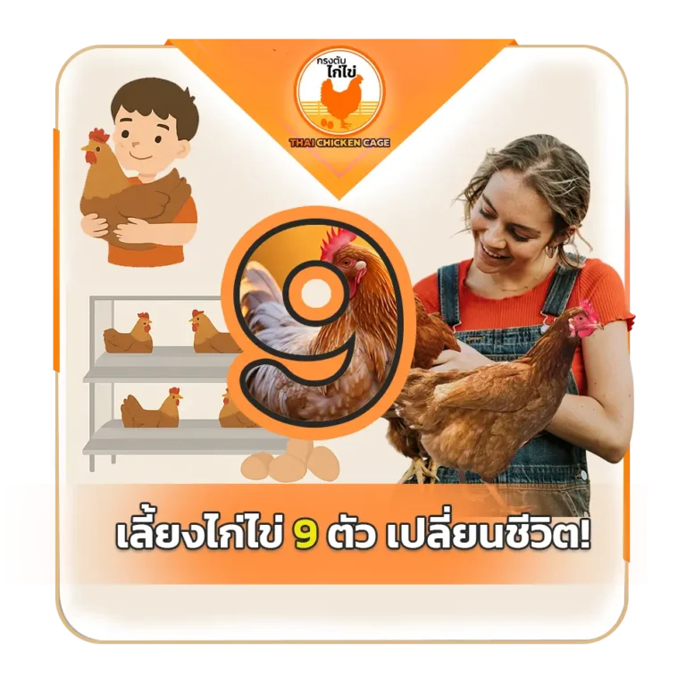 เลี้ยงไก่ไข่ 9 ตัว เปลี่ยนชีวิต เมื่อกรงเล็กกลายเป็นเครื่องผลิตสุขภาพในบ้าน