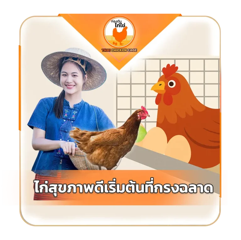 ไก่สุขภาพดี เริ่มที่กรงดีไซน์ฉลาด เบื้องหลังความลับของกรงตับไก่ไข่ยุคใหม่